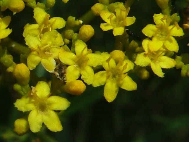 オミナエシ花
