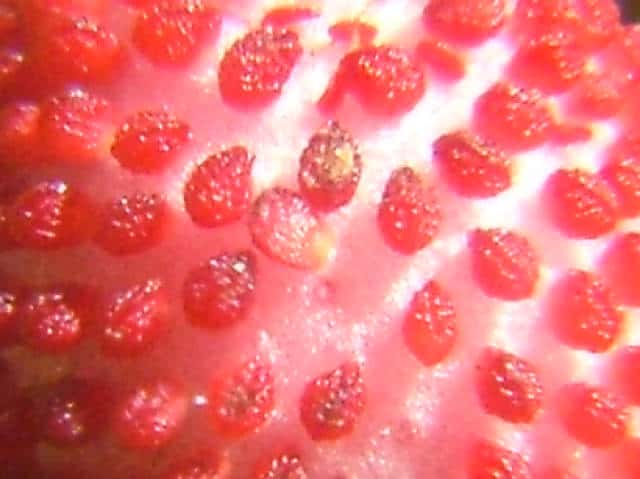 ヘビイチゴ果実