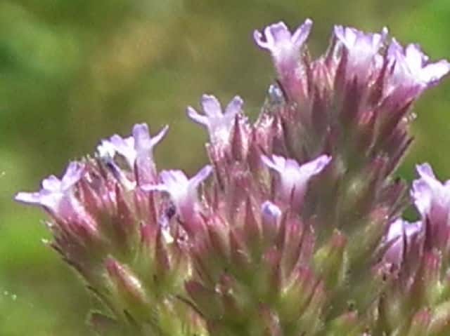 ダキバアレチハナガサ花