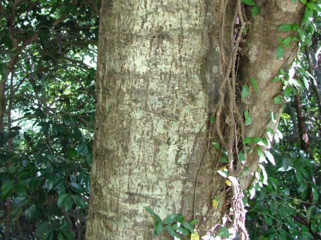 オオウラジロノキ樹皮