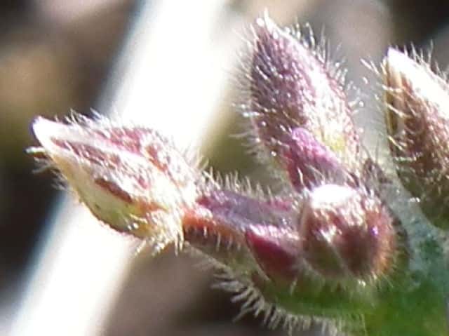 ミミナグサ花柄