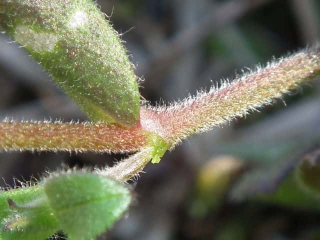 ミミナグサ茎