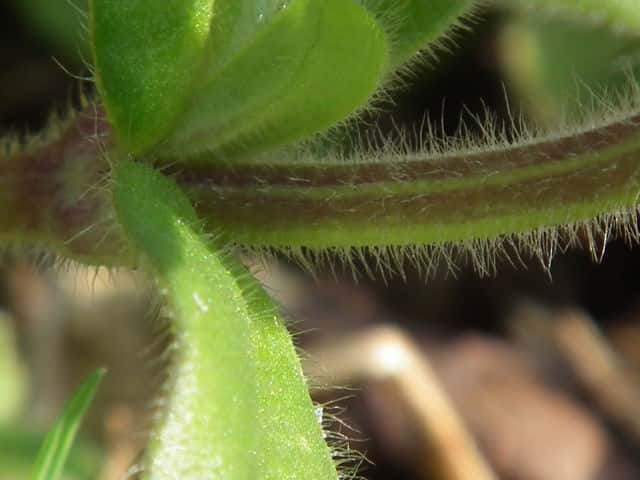オランダミミナグサ茎