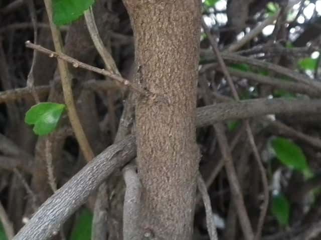 ヒサカキ樹皮