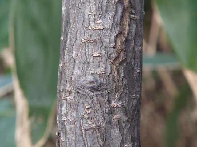 ミヤマガマズミ樹皮