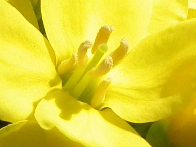セイヨウアブラナ花