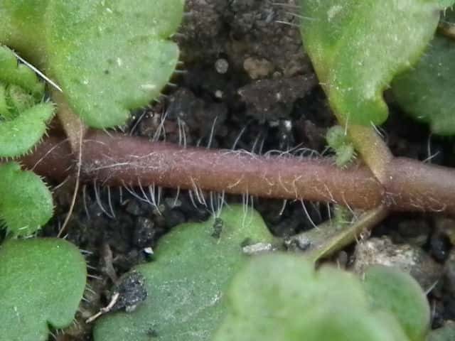 タチイヌノフグリ茎