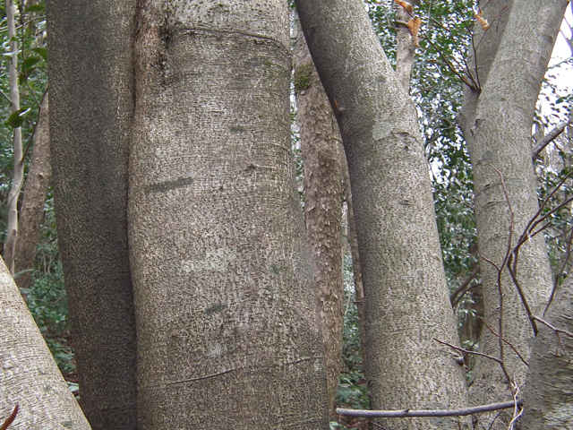 イヌブナ樹皮