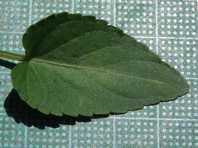 ヒゲコスミレ葉
