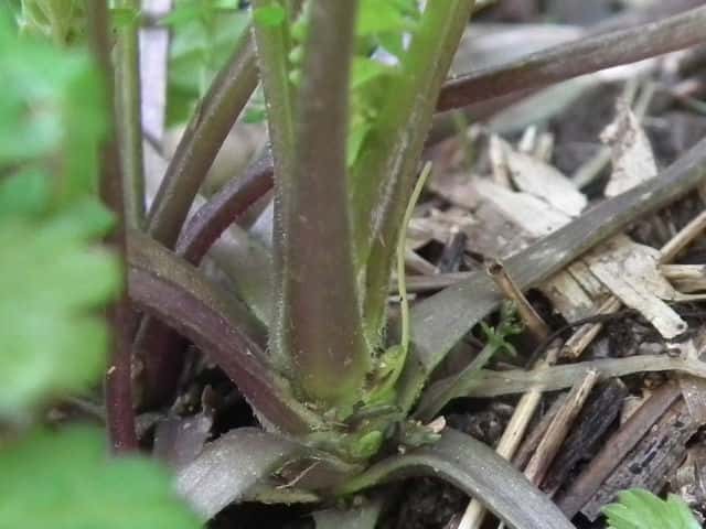 オオケタネツケバナ茎