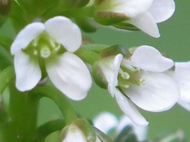 オオバタネツケバナ花