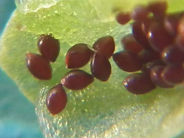 ヤマネコノメソウ種子