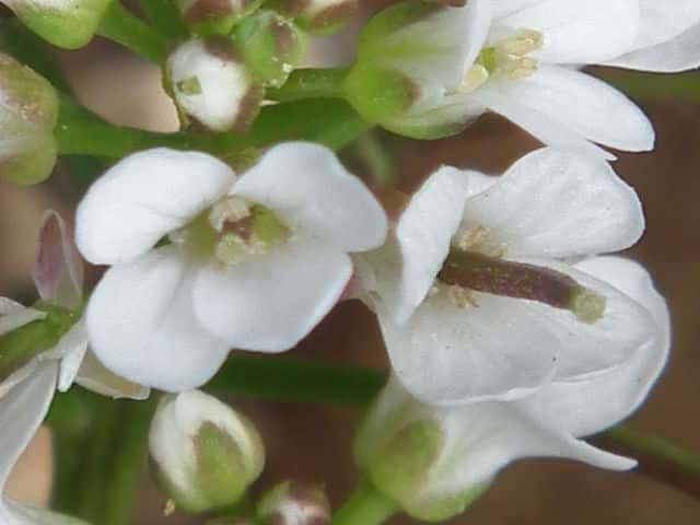 タネツケバナ花