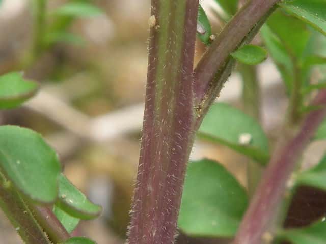 タネツケバナ茎