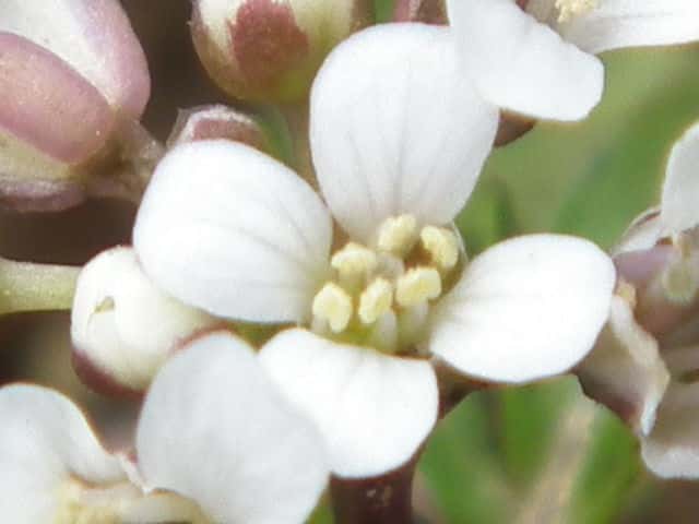 タネツケバナ花