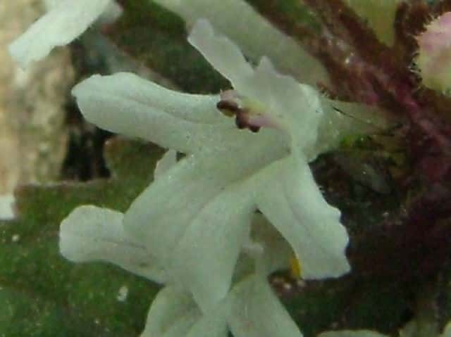 シロバナニシキゴロモ花