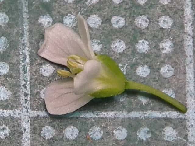 オオケタネツケバナ花