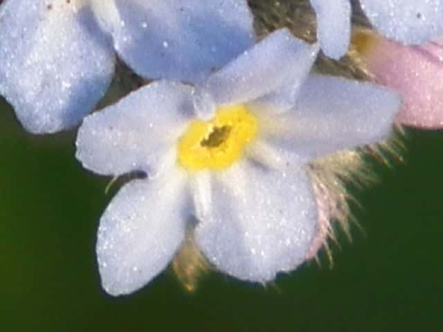 ノハラムラサキ花