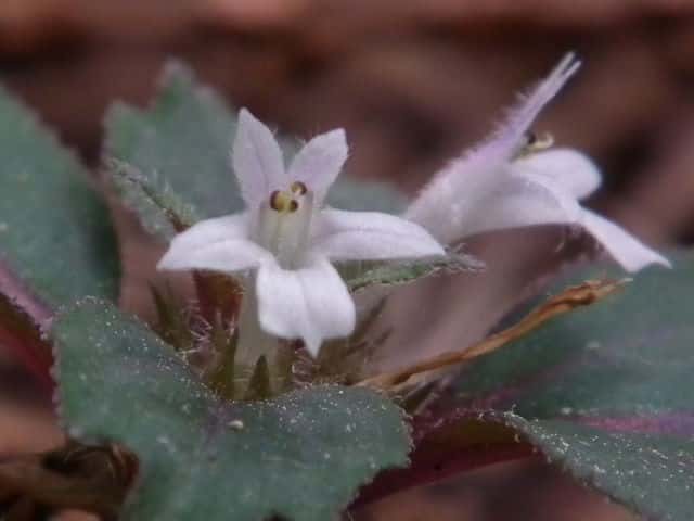 シロバナニシキゴロモ花