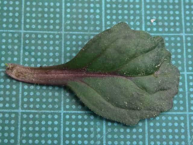 シロバナニシキゴロモ葉