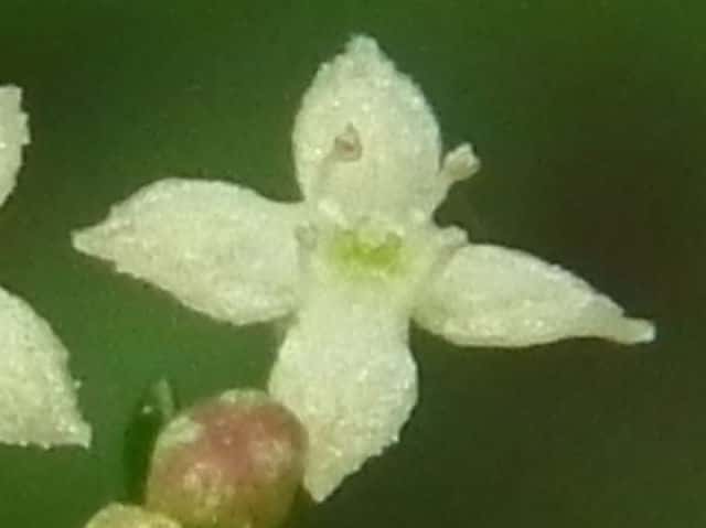 ケナシヤマムグラ花