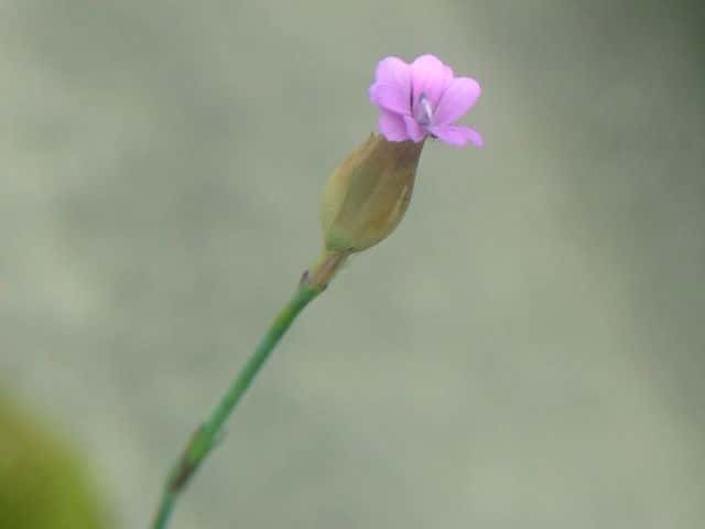 ミチバタナデシコ花