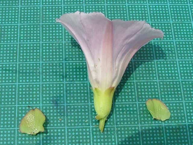 ハマヒルガオ花