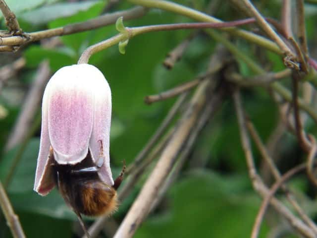 ケハンショウヅル花