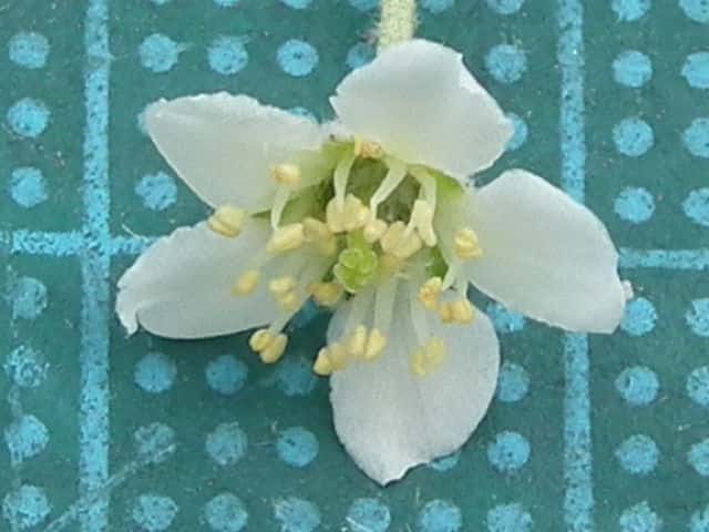 タチバナモドキ花