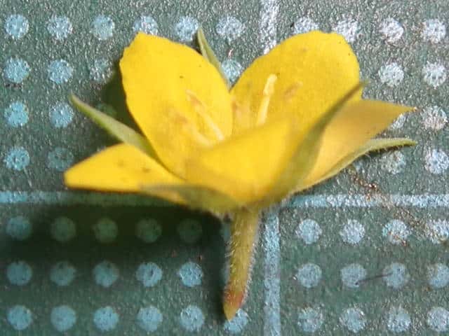 コナスビ花