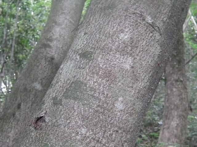 イヌブナ樹皮