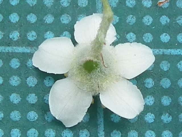 タチバナモドキ花