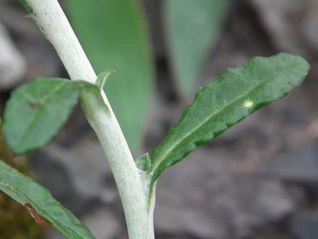 ウラジロチチコグサ茎