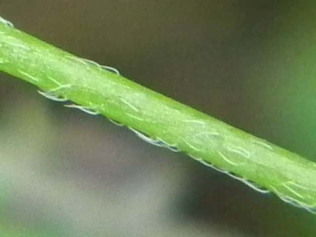 ハナイバナ茎
