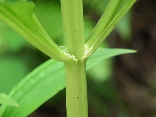 アケボノソウ茎