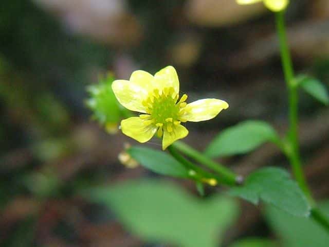 ヤマキツネノボタン花