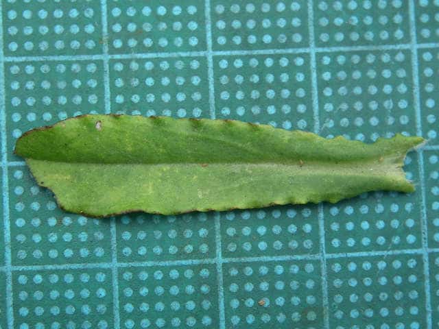 ウラジロチチコグサ葉