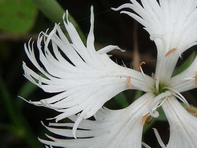 シロバナナデシコ花