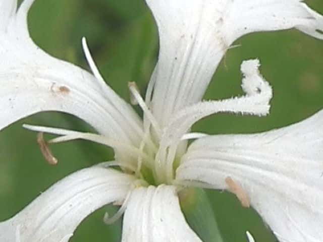 シロバナナデシコ花