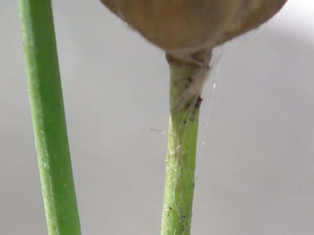 ミチバタナデシコ茎