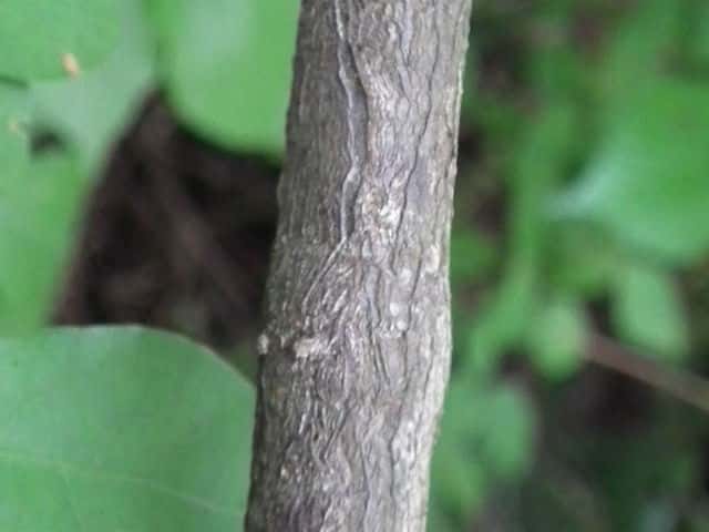 ミヤマガマズミ樹皮