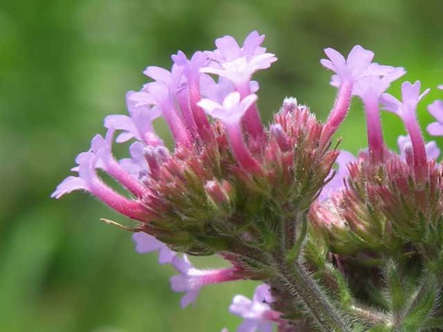 ヤナギハナガサ花
