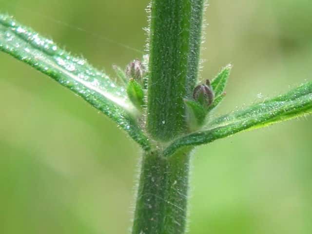 ヤナギハナガサ茎