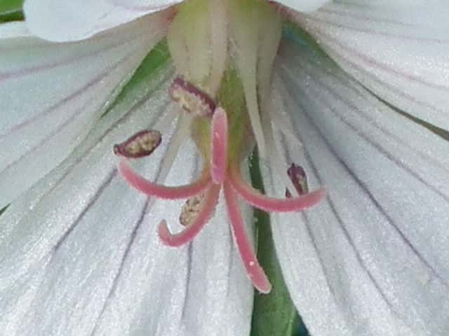 ゲンノショウコ花
