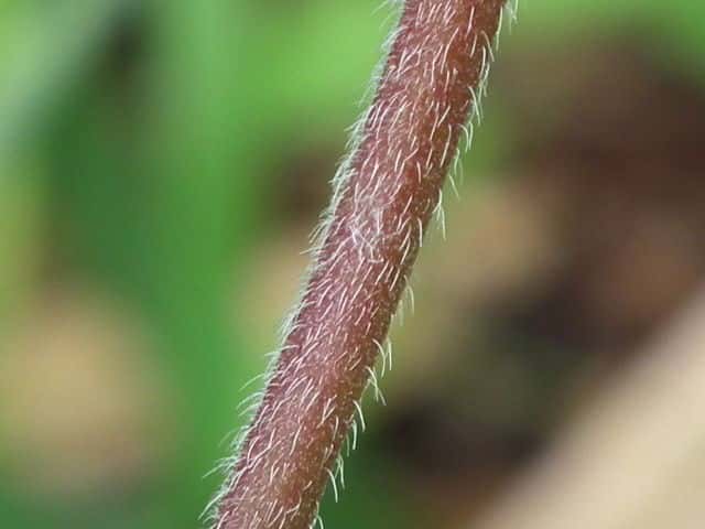 ゲンノショウコ茎