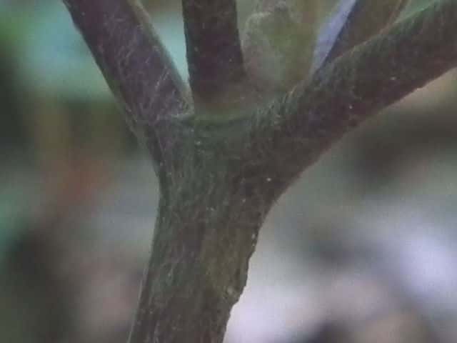 オクモミジハグマ茎