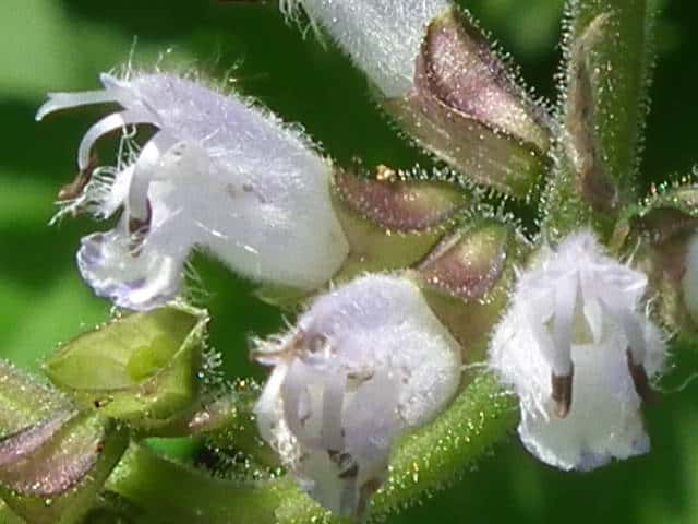アキノタムラソウ花