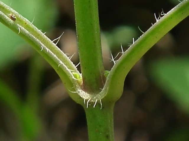 アキノタムラソウ茎