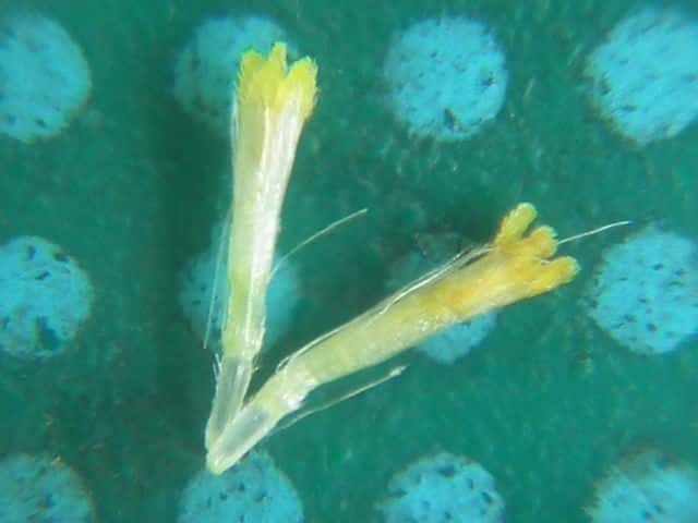 ヘラバヒメジョオン筒状花