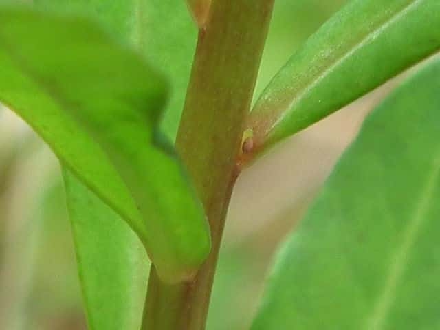 ヌマトラノオ茎
